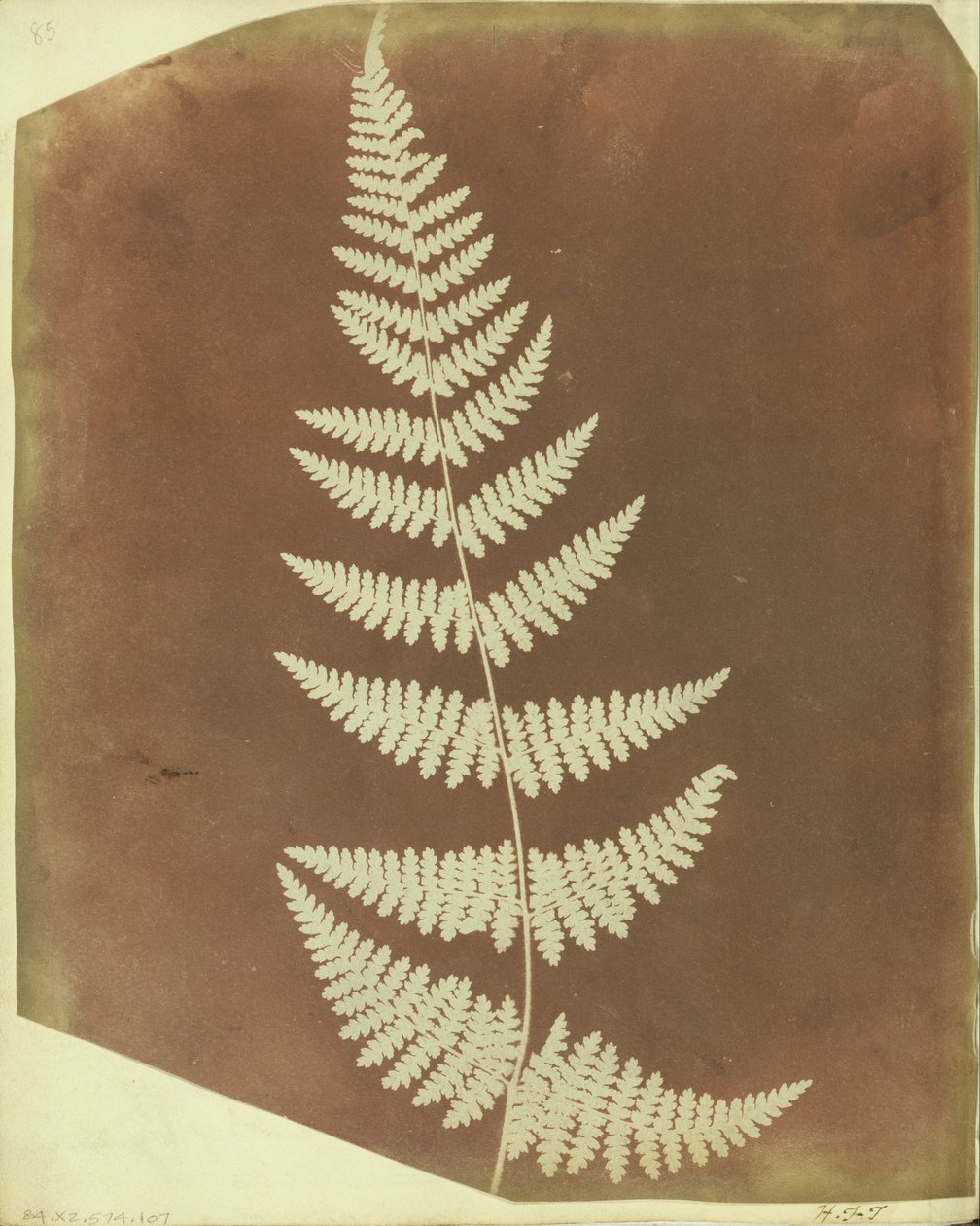 (Wijfjesvaren) door William Henry Fox Talbot