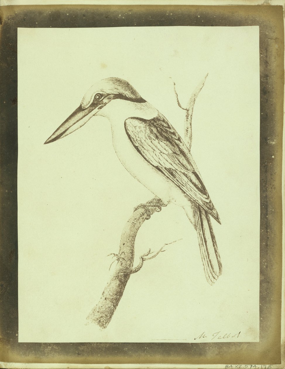 (Kopie van een Swainson Lithografische Afdruk van een Kraagbeer) door William Henry Fox Talbot