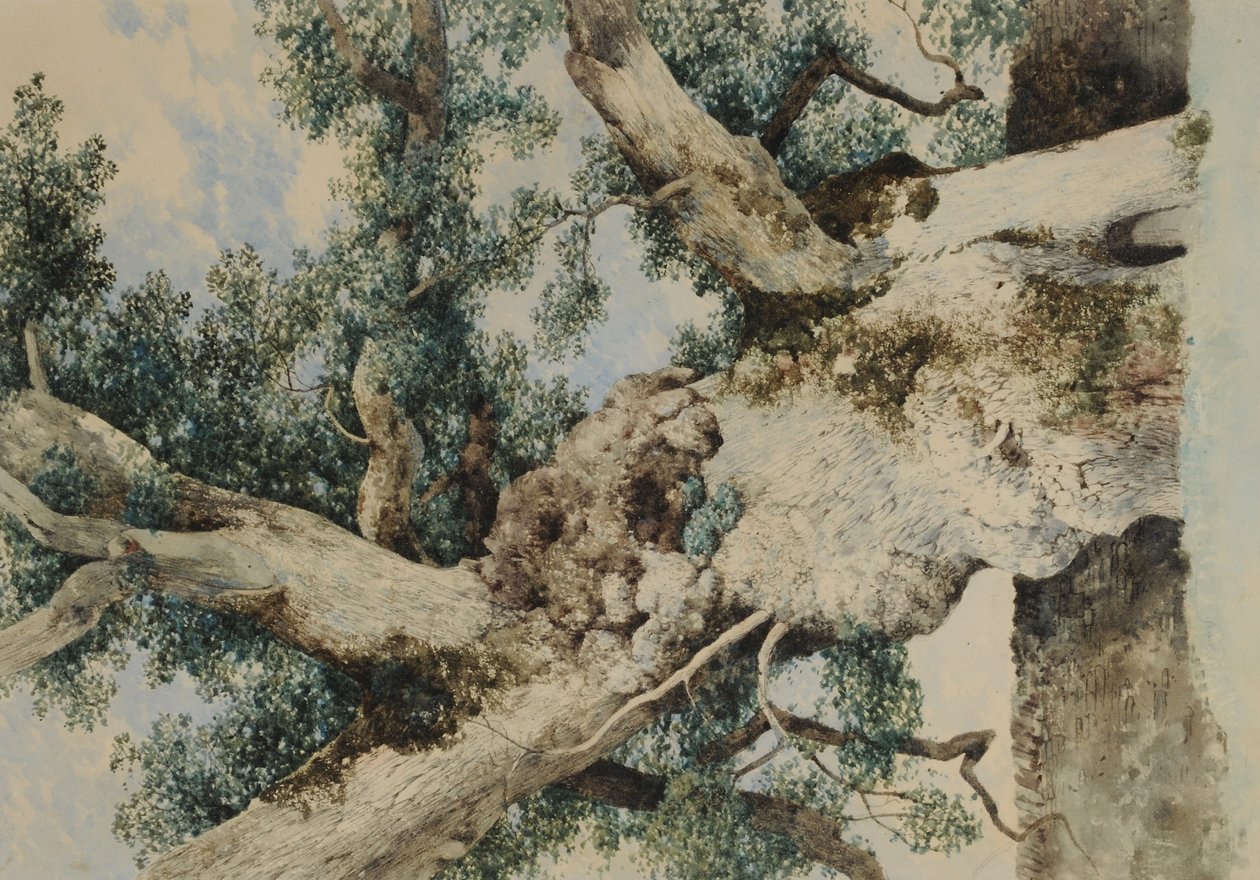 Studie voor Boom in De Rookery door William James Blacklock