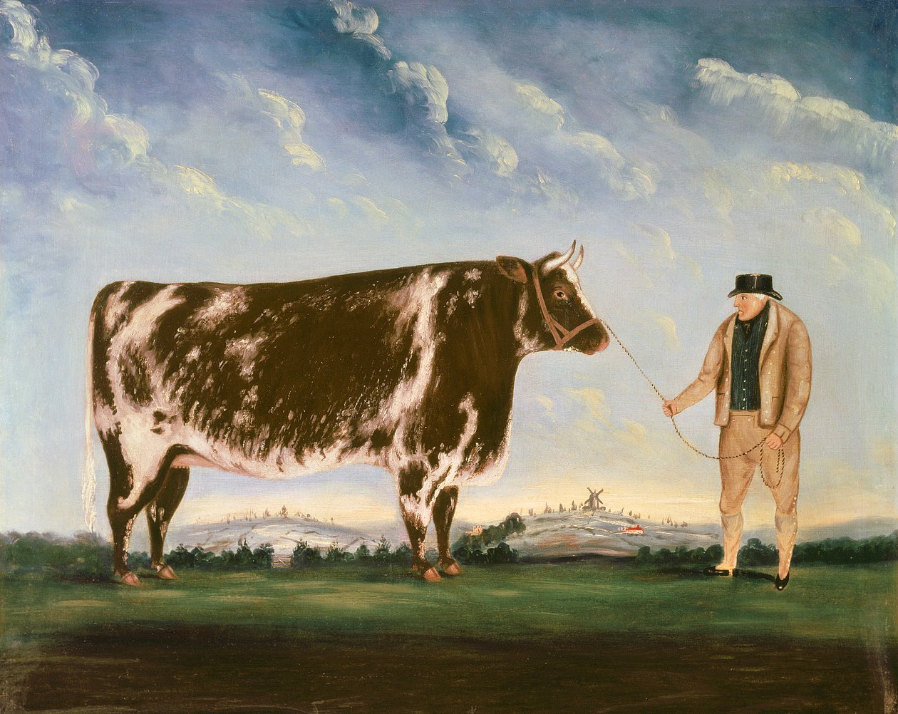 Studie van een Shorthorn door William Joseph Shayer