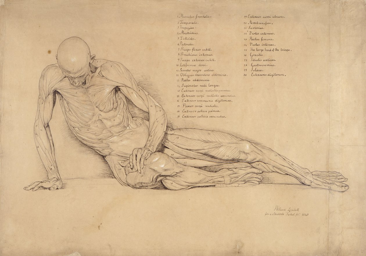 Een Ecorche Studie van de Stervende Galliër, 1840 door William Linnell