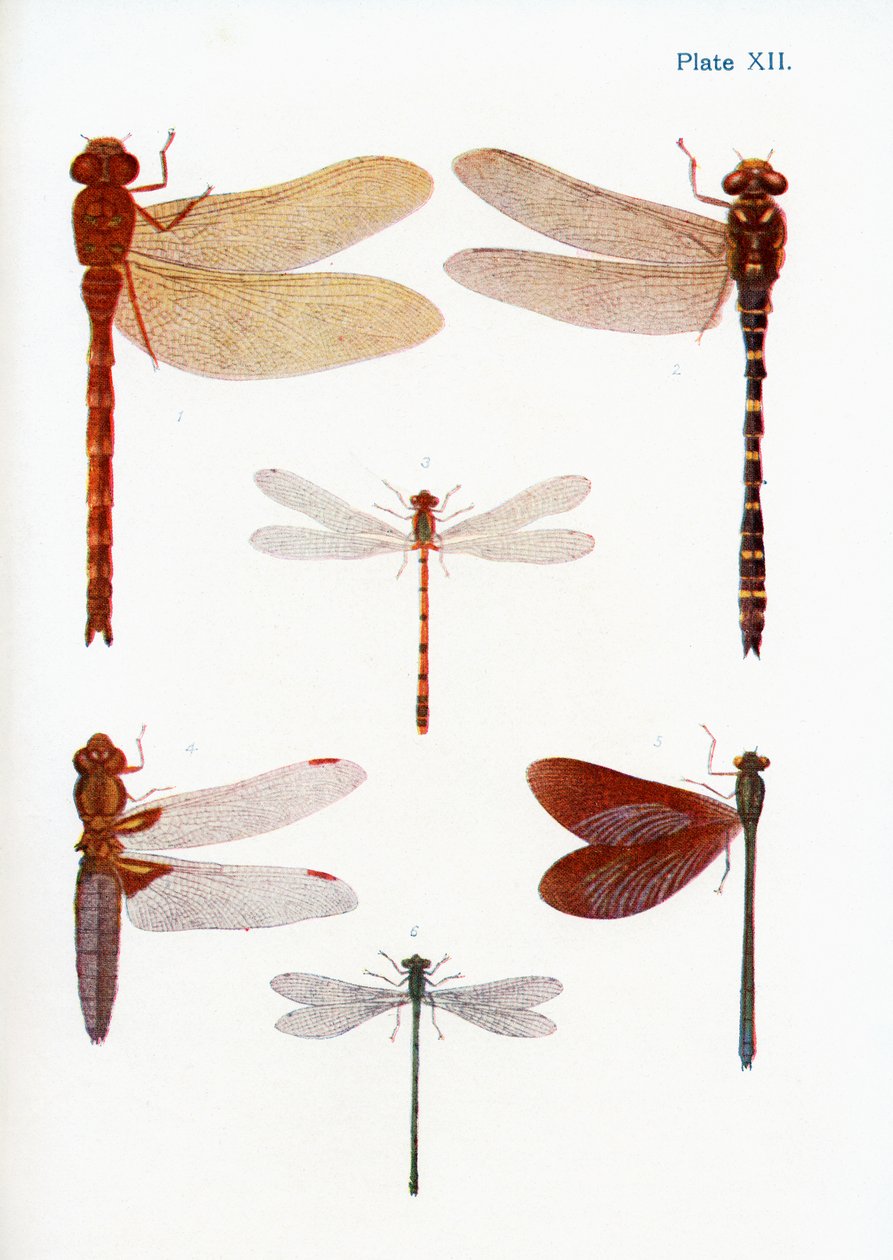 Verschillende soorten libellen, illustratie uit het boek Vlinders, Motten en Andere Insecten en Wezens van het Platteland, gepubliceerd 1927 door William Samuel Furneaux