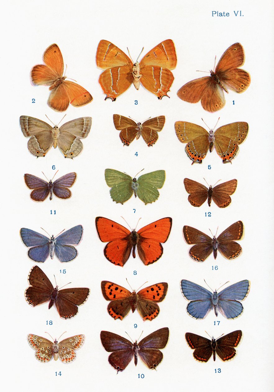 Verschillende soorten vlinders, illustratie uit het boek Vlinders, Motten en Andere Insecten en Wezens van het Platteland, gepubliceerd 1927 door William Samuel Furneaux