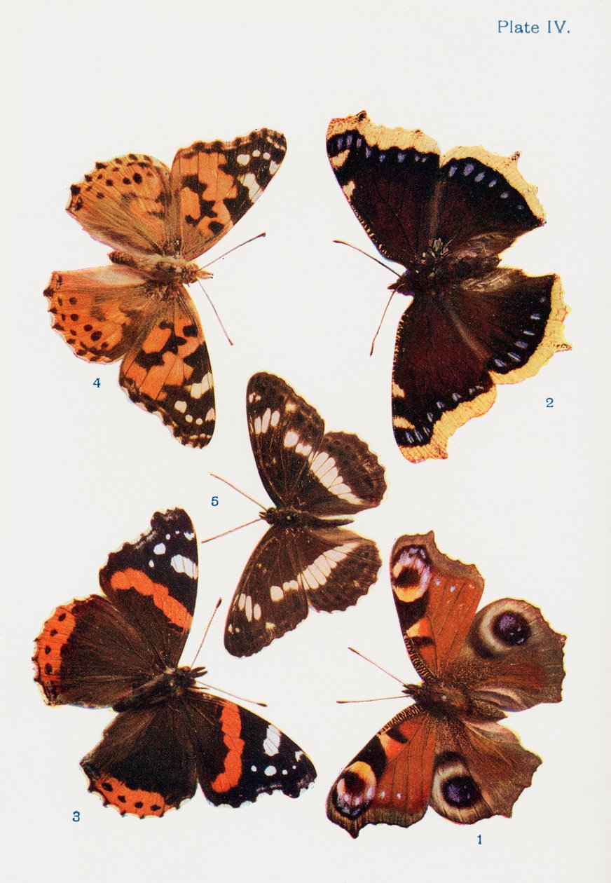 Verschillende soorten vlinders, illustratie uit het boek Vlinders, Motten en Andere Insecten en Wezens van het Platteland, gepubliceerd 1927 door William Samuel Furneaux