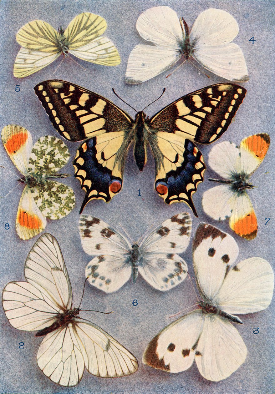 Verschillende soorten vlinders, illustratie uit het boek Vlinders, Motten en Andere Insecten en Wezens van het Platteland, gepubliceerd 1927 door William Samuel Furneaux