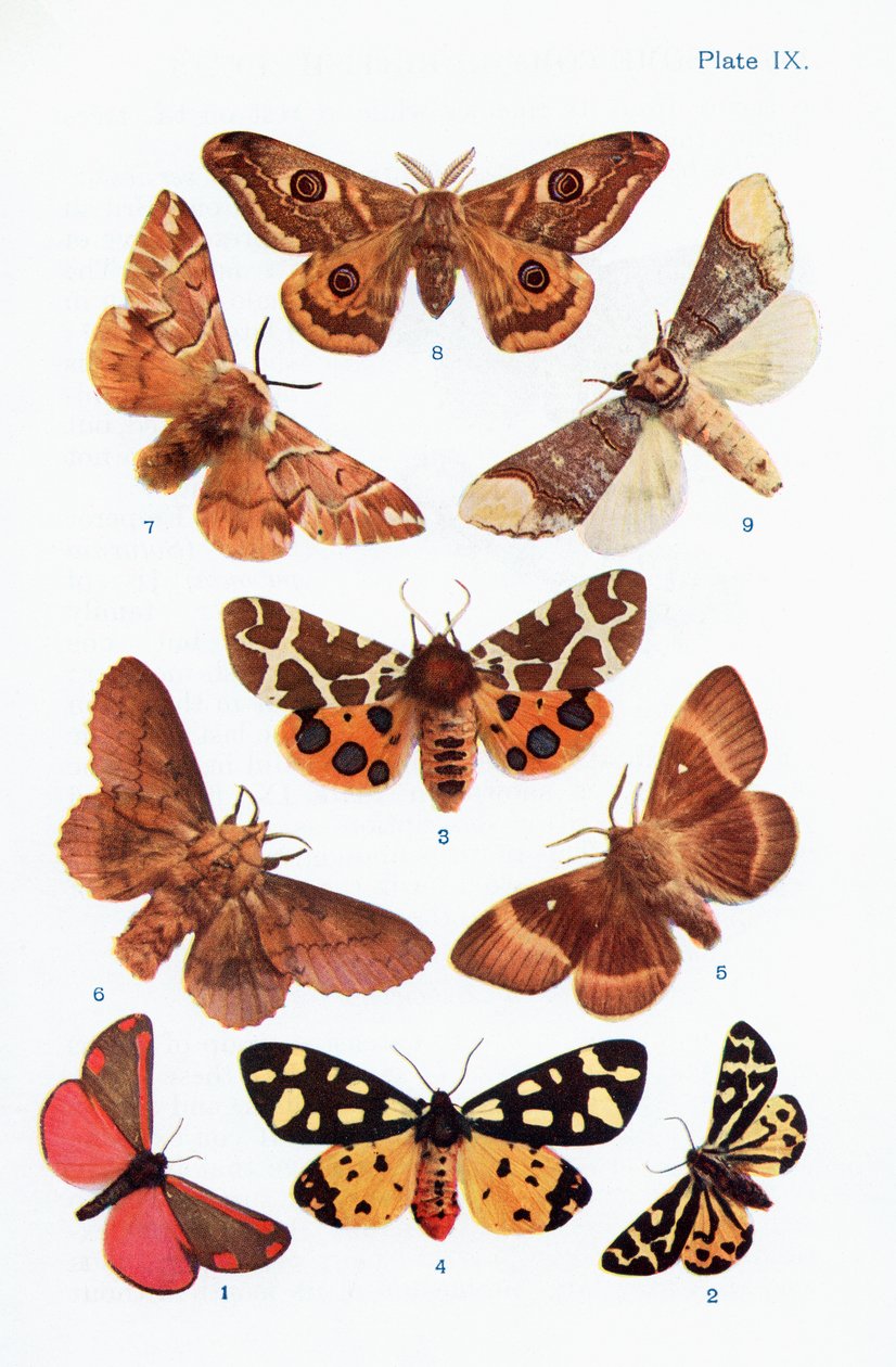 Verschillende soorten motten, illustratie uit het boek Vlinders, Motten en Andere Insecten en Wezens van het Platteland, gepubliceerd 1927 door William Samuel Furneaux