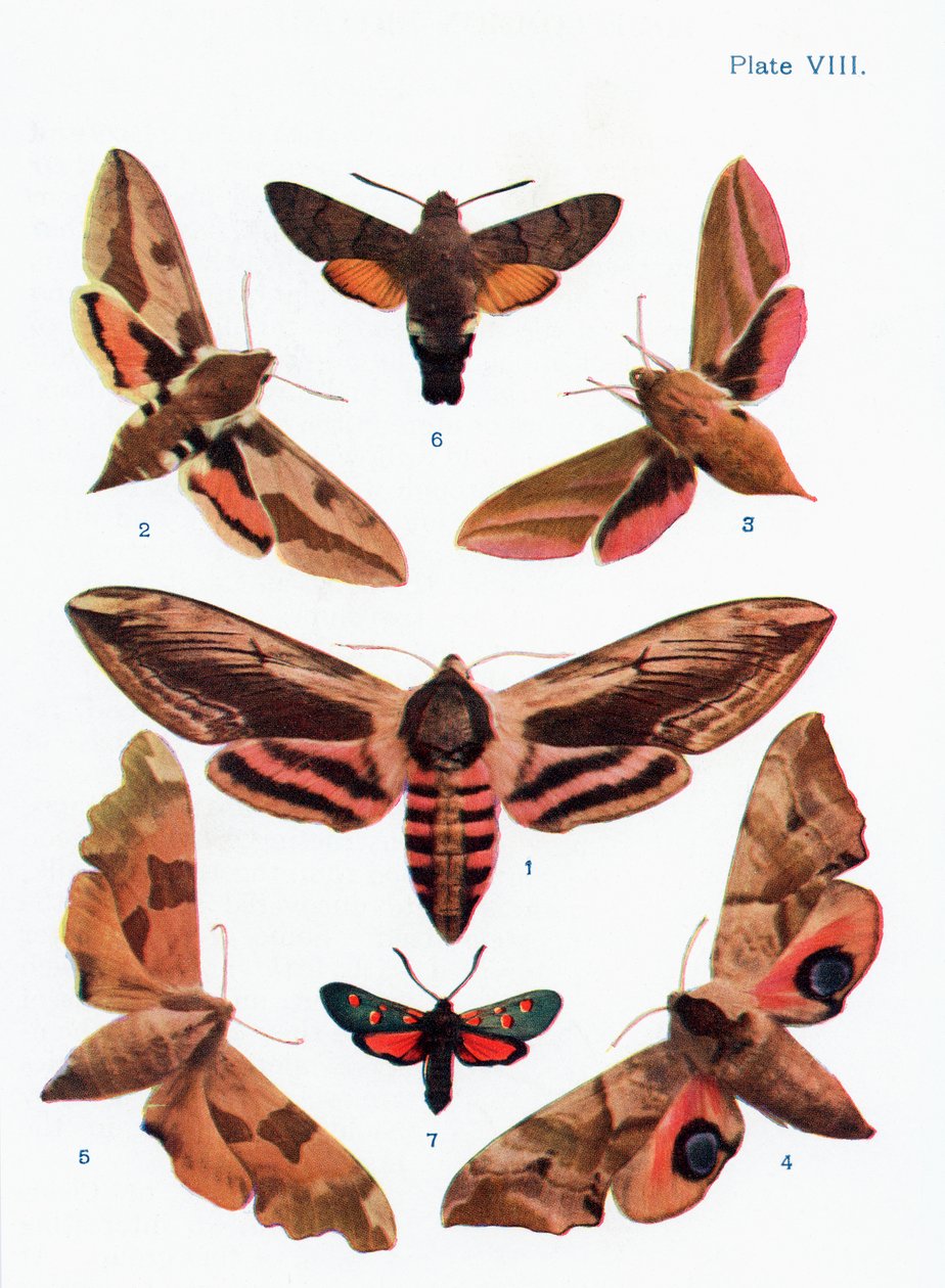 Verschillende soorten motten, illustratie uit het boek Vlinders, Motten en Andere Insecten en Wezens van het Platteland, gepubliceerd 1927 door William Samuel Furneaux
