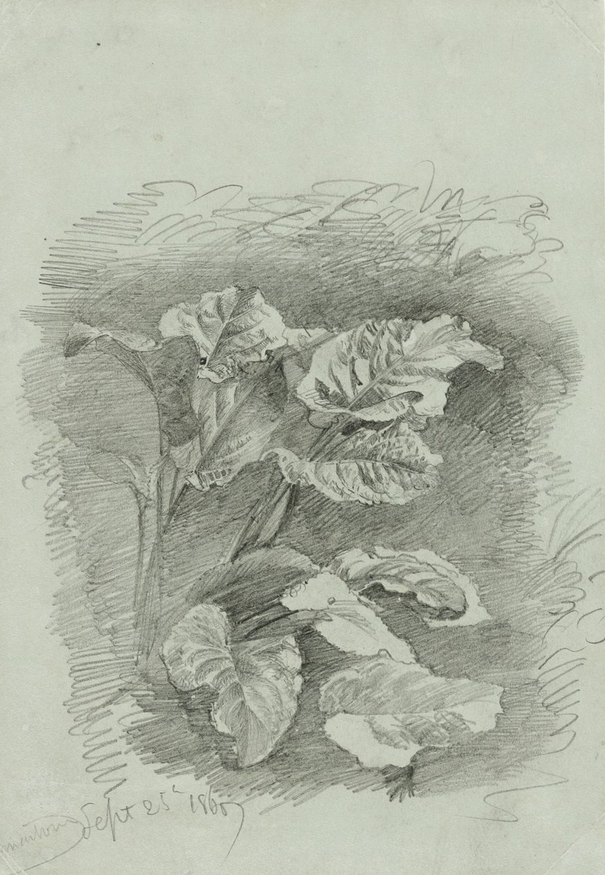 Studie van een Plant, 1867 door William Trost Richards