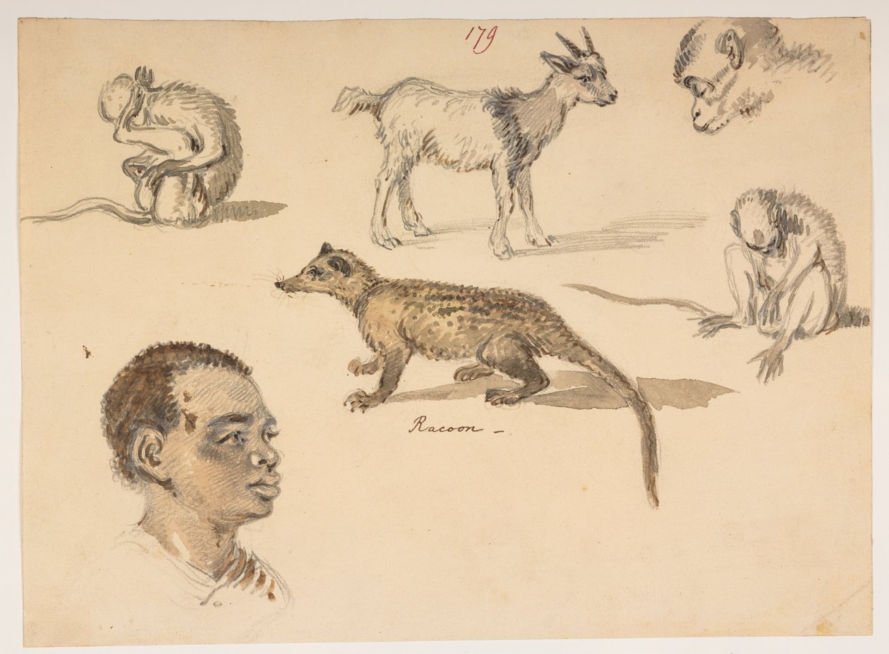 f.65 179 Hoofd van een man, wasbeer, geit en apen, uit een album van 372 tekeningen van landschappen, kustlijnen, kostuums en het dagelijks leven gemaakt tijdens Lord Macartney