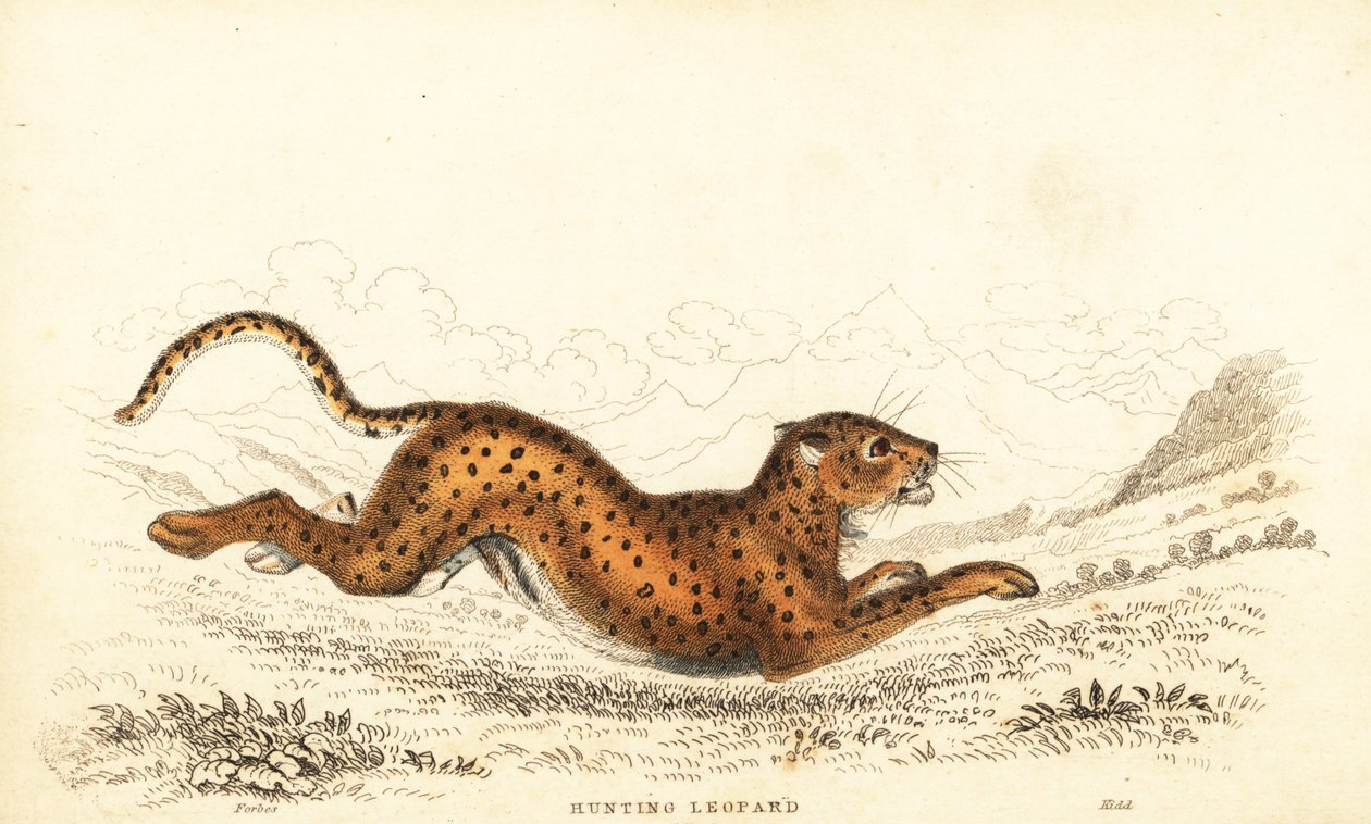 Jachtluipaard, Acinonyx jubatus door William Alexander Forbes