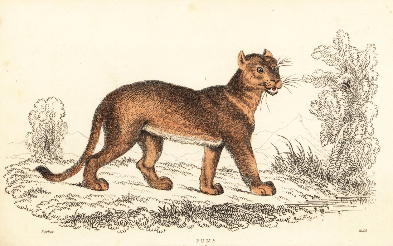 Poema, Puma concolor door William Alexander Forbes