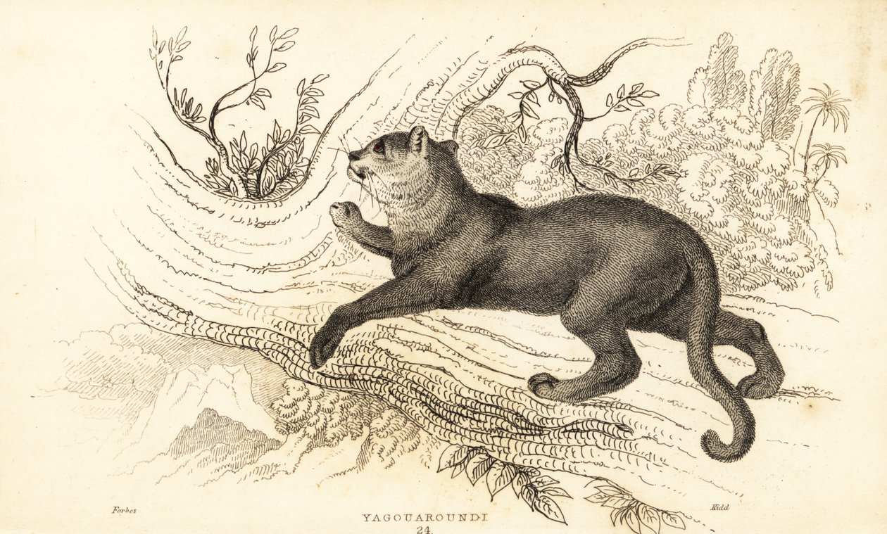 Jaguarundi, Puma yagouaroundi, 1834 door William Alexander Forbes