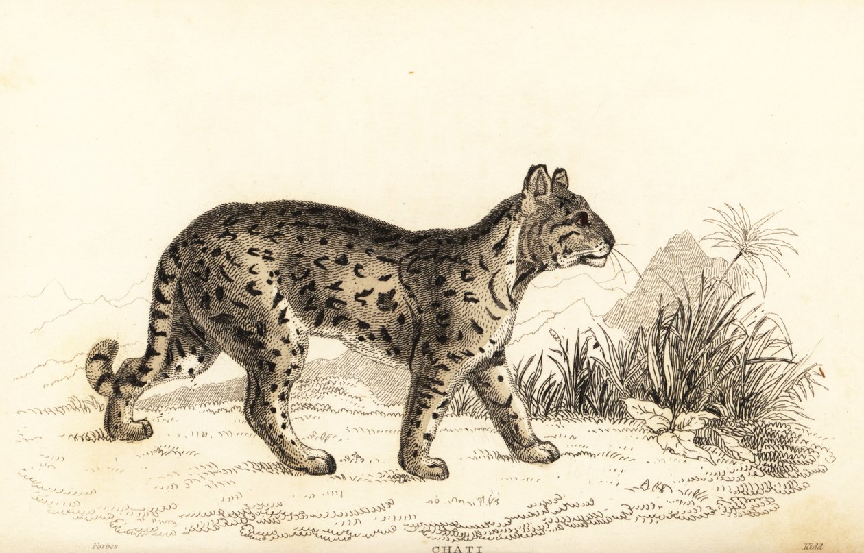 Ocelot, Leopardus pardalis mitis.,1834 door William Alexander Forbes