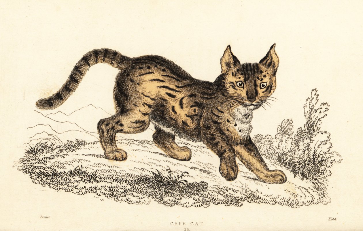 Serval, Leptailurus serval, 1834 door William Alexander Forbes