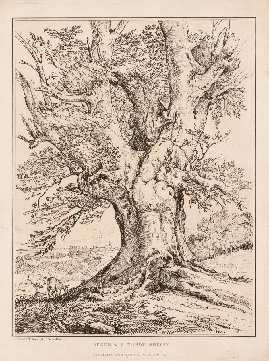 Beuk in Windsor Forest, 1805 door William Alfred Delamotte
