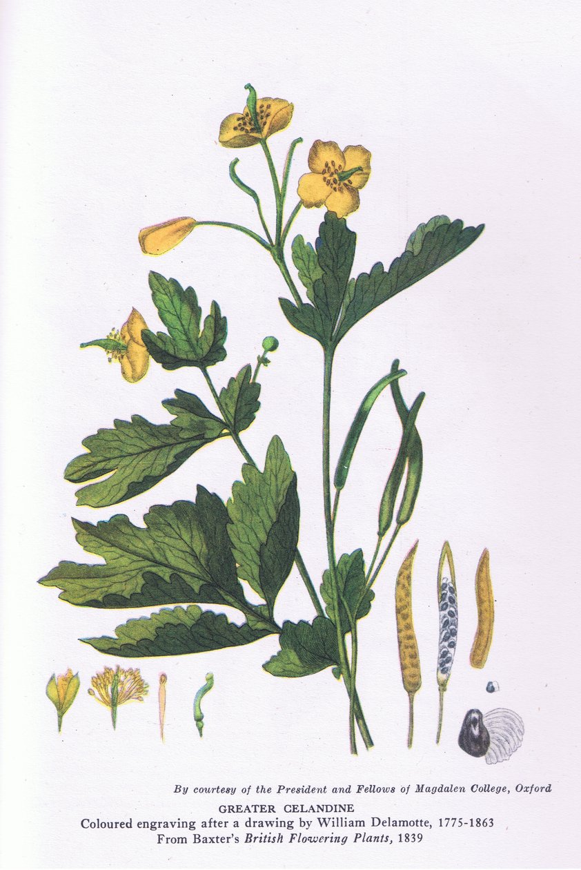 Grote stinkende gouwe, Natuur in Groot-Brittannië gepubliceerd door Collins door William Alfred Delamotte