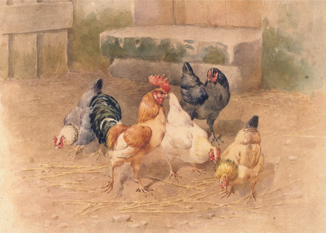 Kippen door William Baptiste Baird