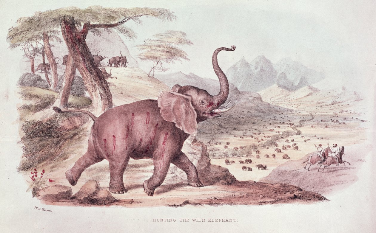 Jacht op de Wilde Olifant, illustratie uit 