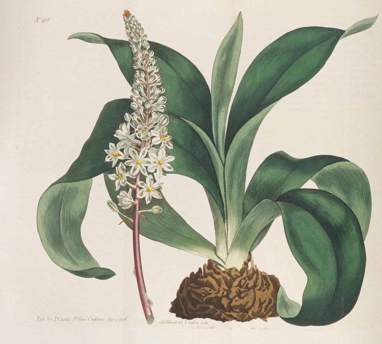 Botanisch Tijdschrift, 1787-1833 door William Curtis