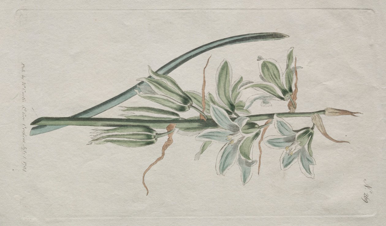 Het botanische tijdschrift of bloementuin tentoongesteld: Ster van Bethlehem door William Curtis