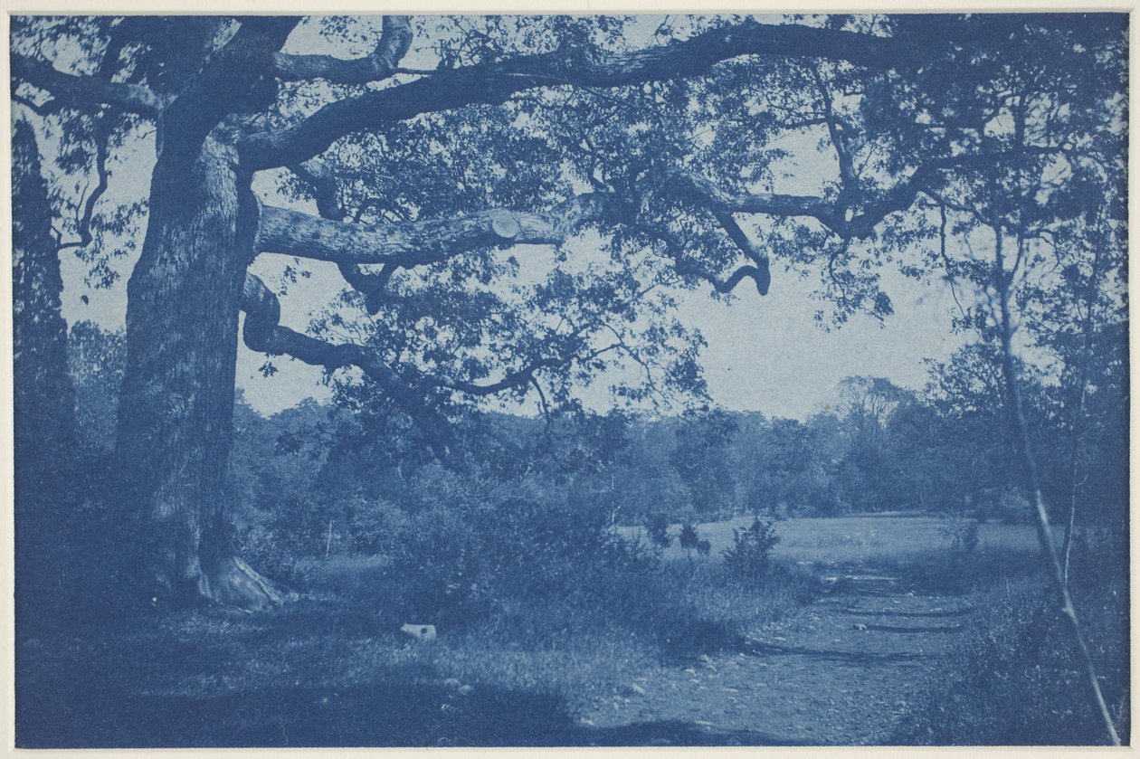 Grote eik aan de rand van de weide door William H. Cades