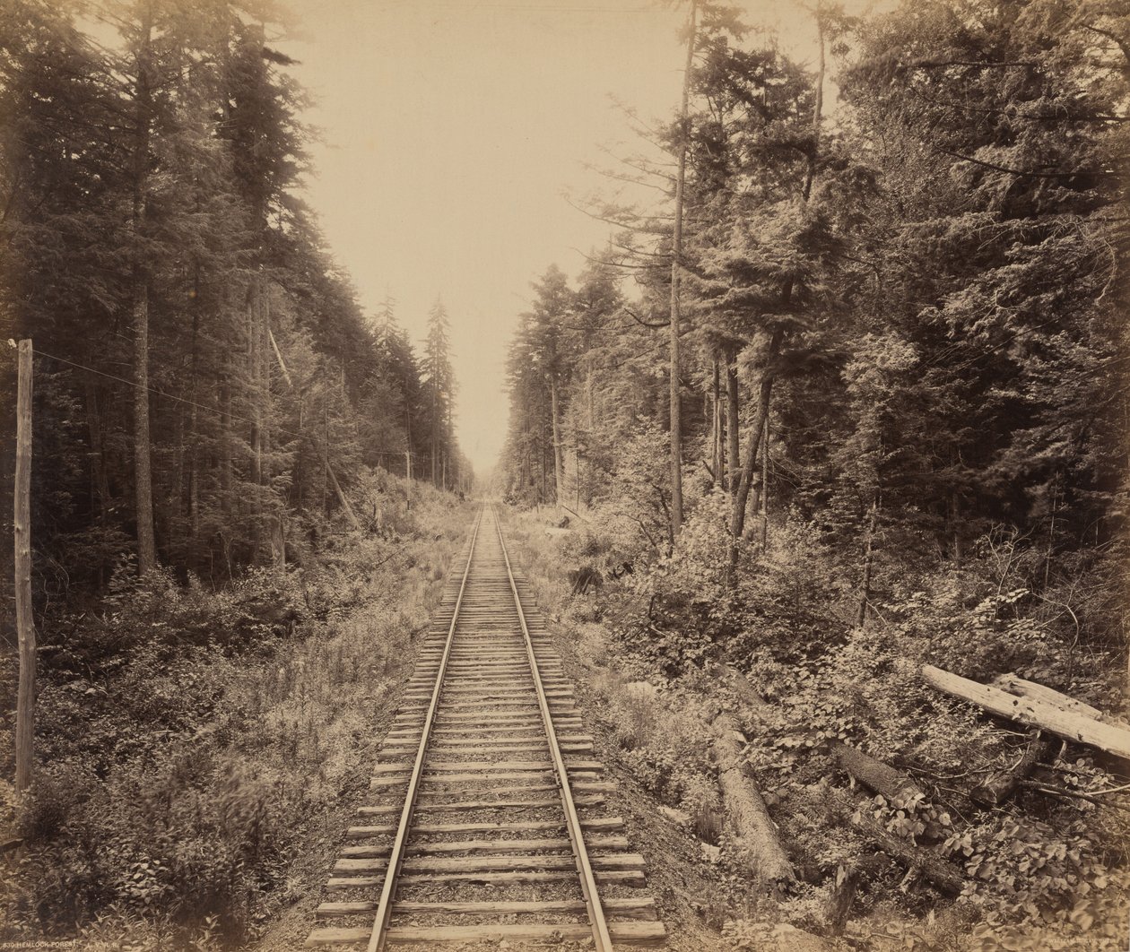 Hemlockbos door William H. Rau