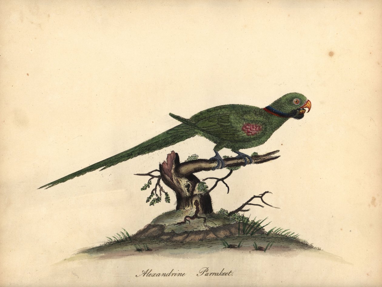 Alexandrijnse parkiet door William Hayes