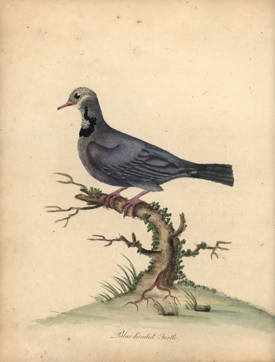 Blauwhoofdkwartelduif, Starnoenas cyanocephala. Bedreigd. Handgekleurde kopergravure van een illustratie door William Hayes uit Portretten van Zeldzame en Curieuze Vogels uit de Menagerie van Osterly Park, Londen door William Hayes