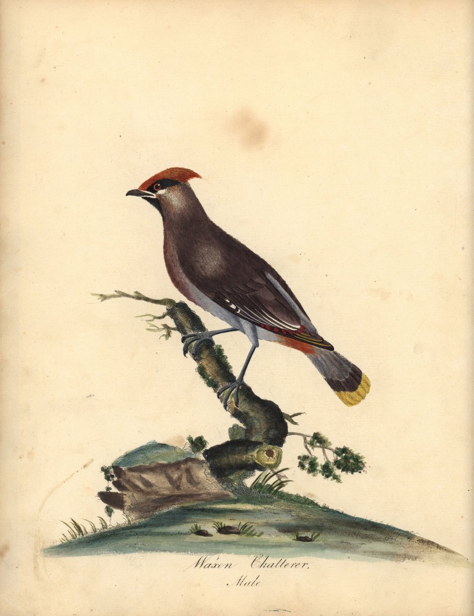 Pestvogel, Bombycilla garrulus. Handgekleurde kopergravure van een illustratie door A (Ann) Hayes uit William Hayes