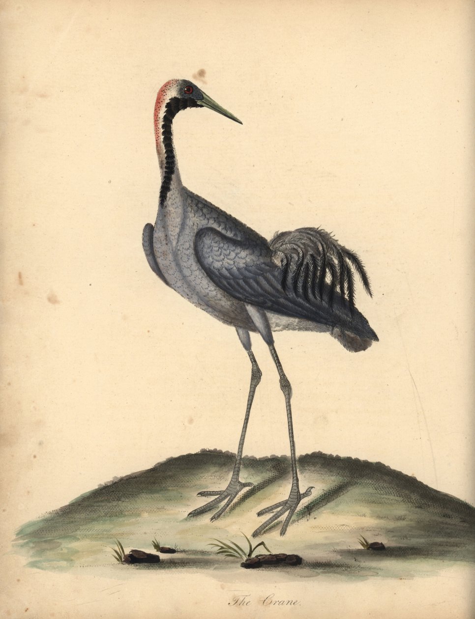 Kraanvogel, Grus grus. Handgekleurde kopergravure van een illustratie door William Hayes uit Portretten van Zeldzame en Curieuze Vogels uit de Menagerie van Osterly Park. door William Hayes
