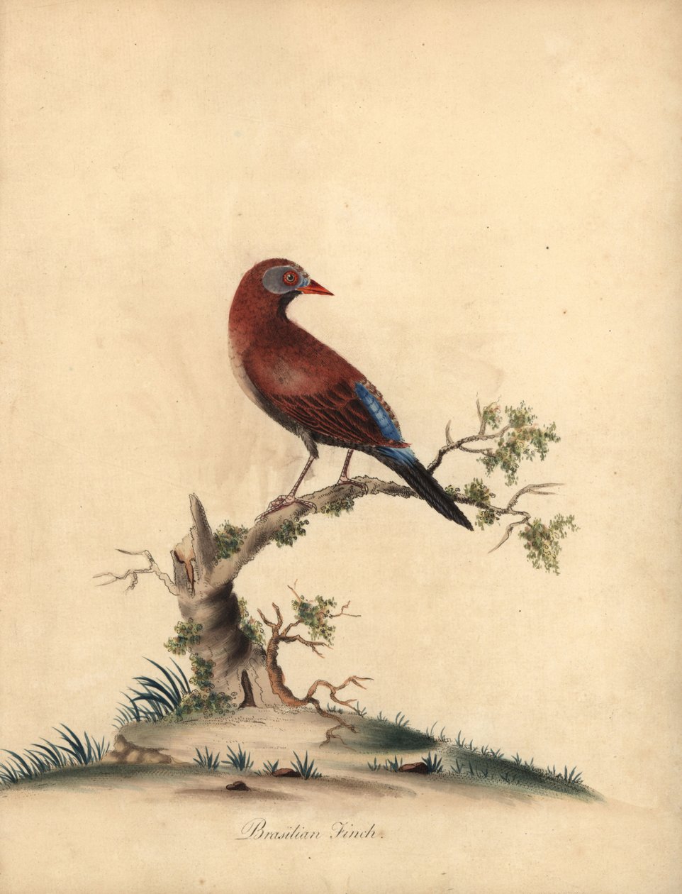 Gewone grenadier, Uraeginthus granatinus, inheems in Afrika. Handgekleurde kopergravure van een illustratie door William Hayes uit Portretten van Zeldzame en Curieuze Vogels uit de Menagerie van Osterly Park, Londen door William Hayes