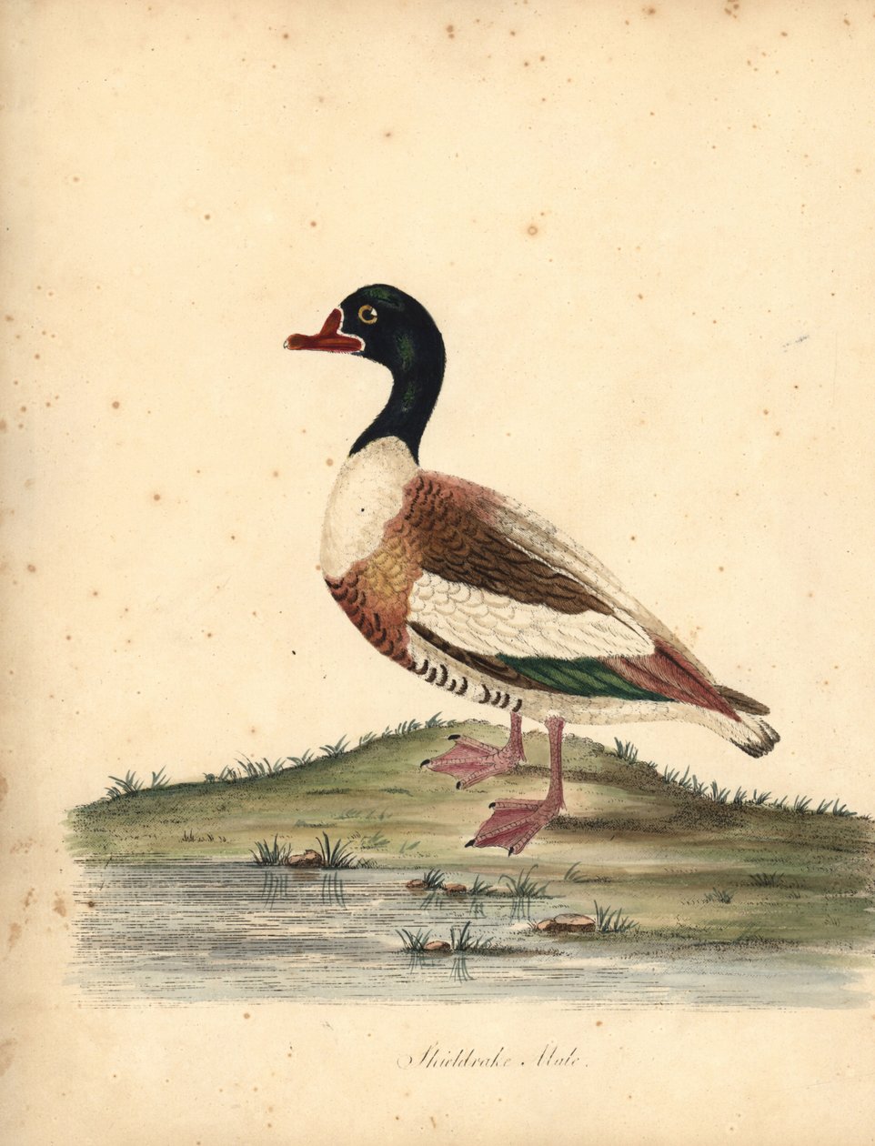 Bergeend, Tadorna tadorna. Handgekleurde kopergravure van een illustratie door William Hayes uit Portretten van Zeldzame en Curieuze Vogels uit de Menagerie van Osterly Park, Londen door William Hayes