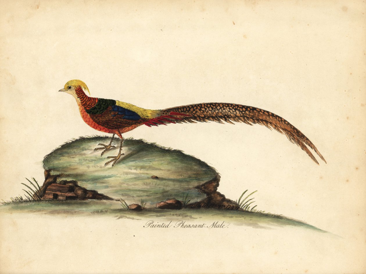 Gouden of Chinese fazant, Chrysolophus pictus, mannetje. Handgekleurde kopergravure van een illustratie door William Hayes uit Portretten van Zeldzame en Curieuze Vogels uit de Menagerie van Osterly Park, Londen door William Hayes