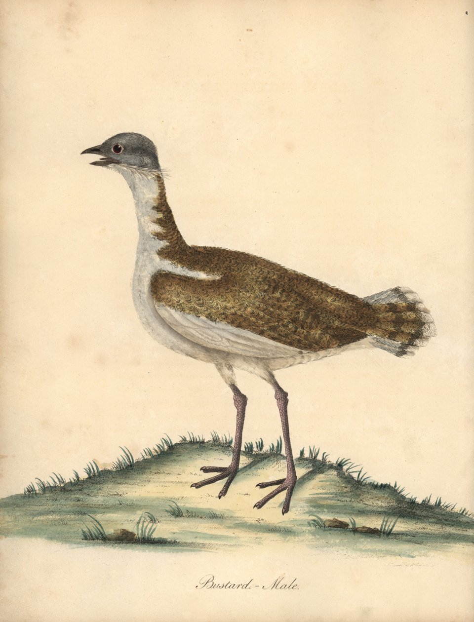 Grote trap, Otis tarda, mannetje. Kwetsbaar. Handgekleurde kopergravure van een illustratie door William Hayes uit Portretten van Zeldzame en Curieuze Vogels uit de Menagerie van Osterly Park, Londen: Bulmer door William Hayes