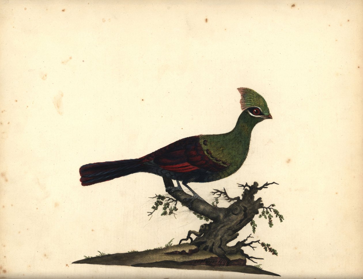 Groene toerako, Tauraco persa. Handgekleurde kopergravure van een illustratie door William Hayes uit Portretten van Zeldzame en Curieuze Vogels uit de Menagerie van Osterly Park, Londen: Bulmer door William Hayes