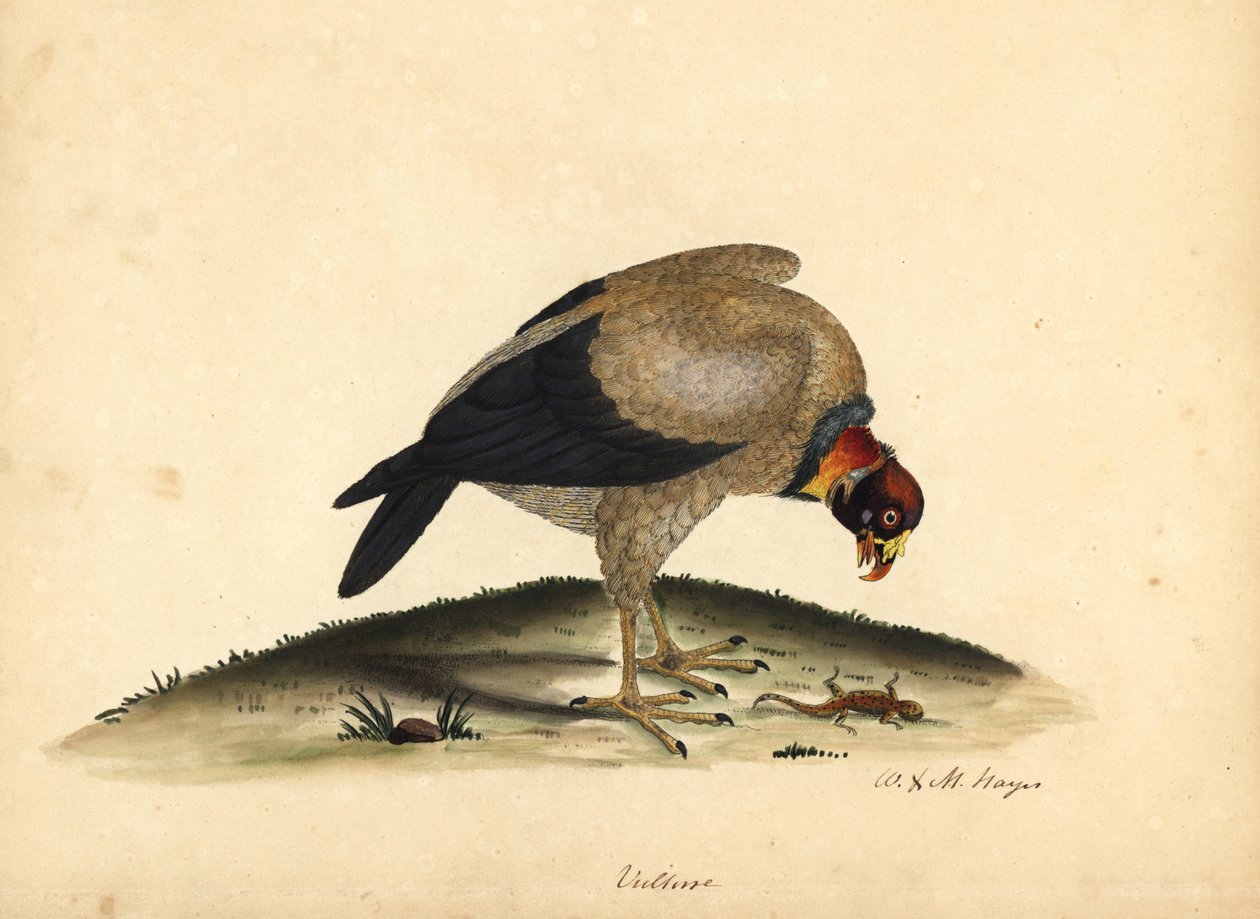 Koninggier door William Hayes