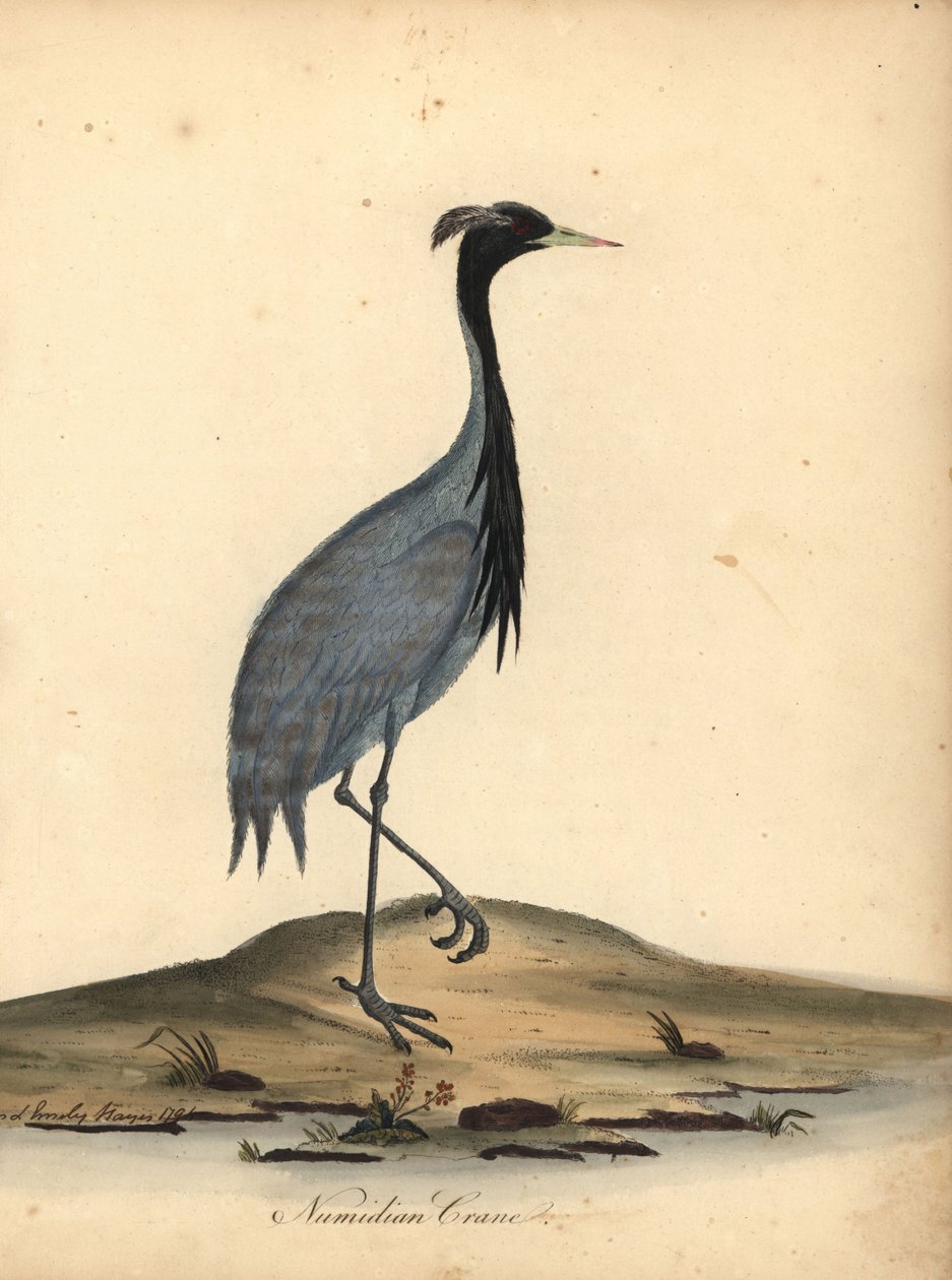 Juffrouw kraanvogel, Anthropoides virgo (Numidische kraanvogel, Ardea virgo). Handgekleurde kopergravure van een illustratie door Ann en Emily Hayes uit William Hayes