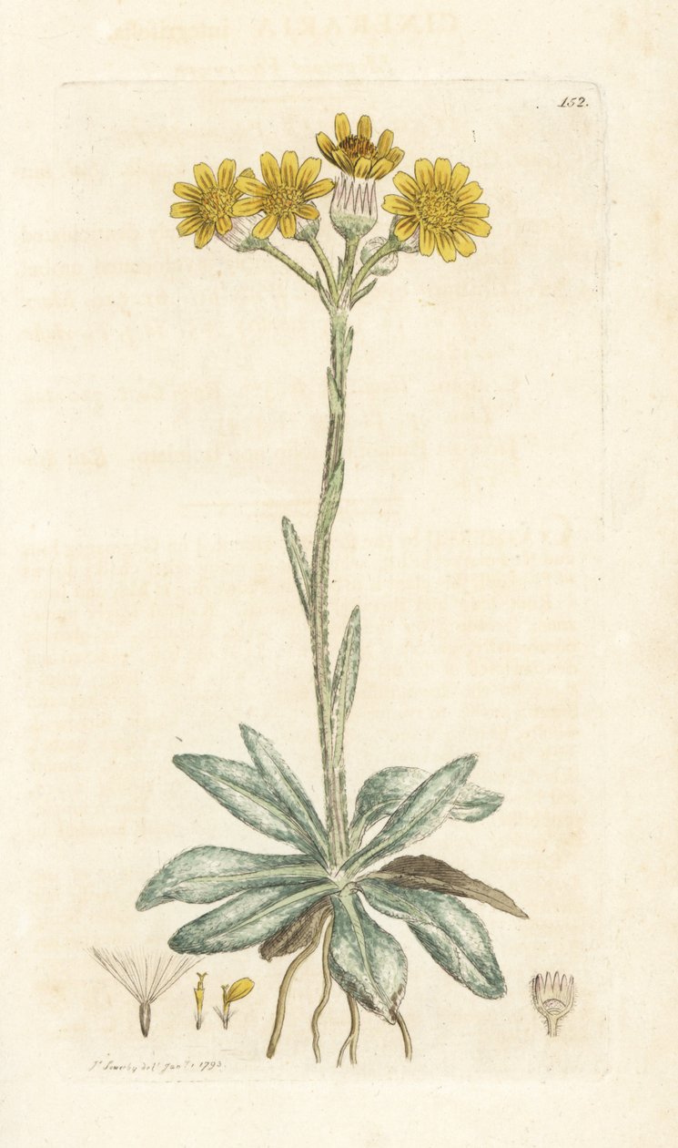 Bergvlooienkruid, Tephroseris integrifolia door William Hayes