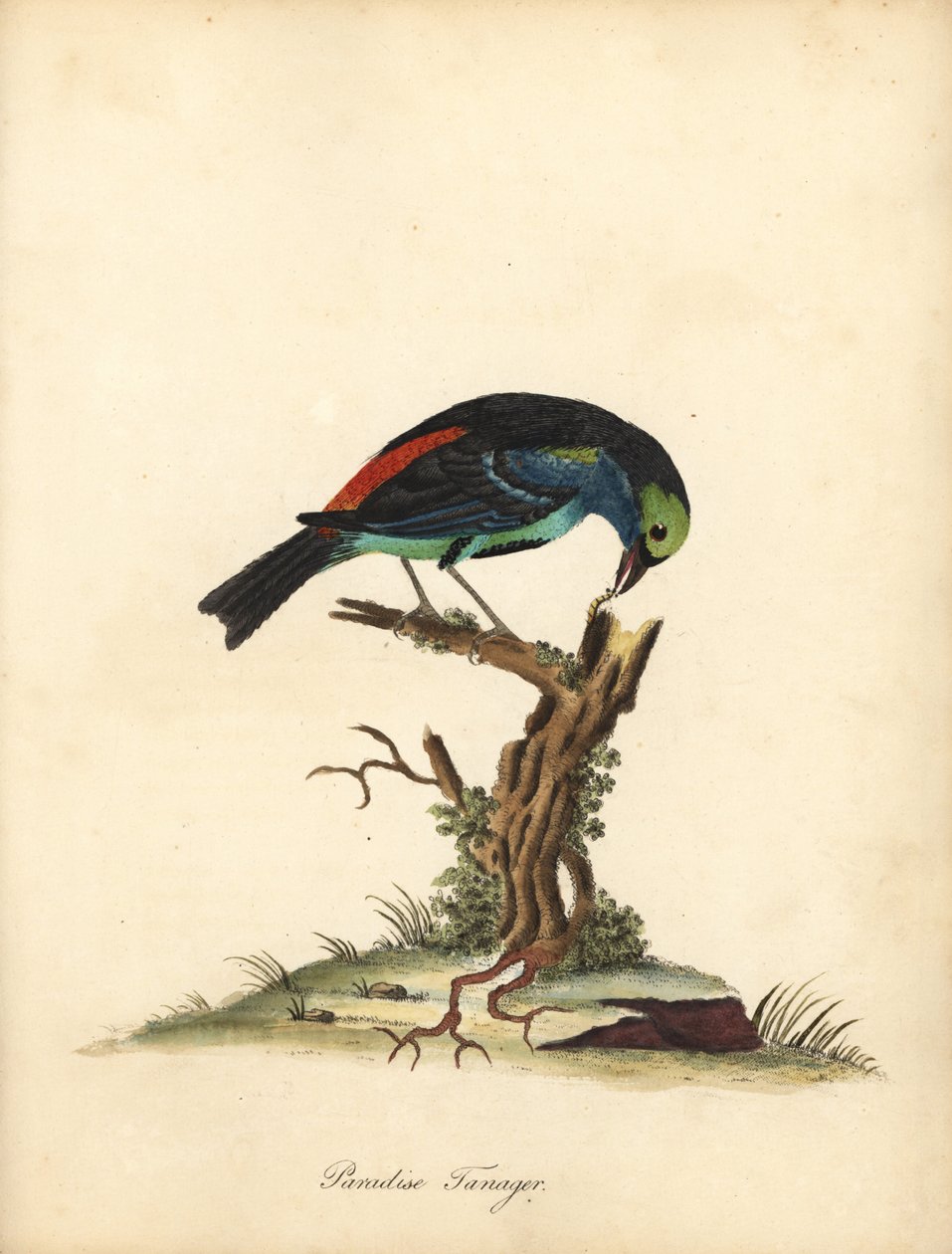 Paradijs tangara door William Hayes