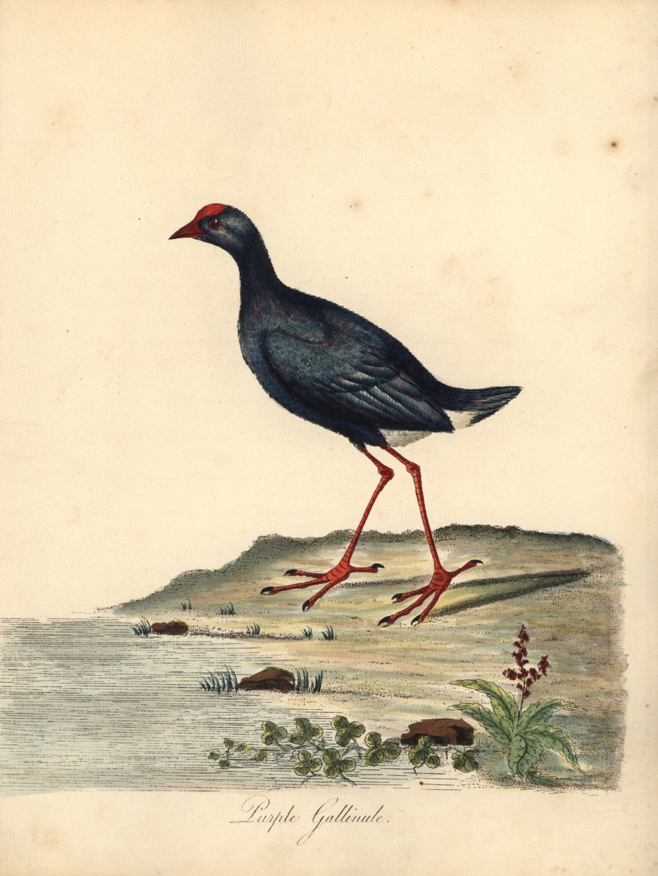 Purperkoet door William Hayes