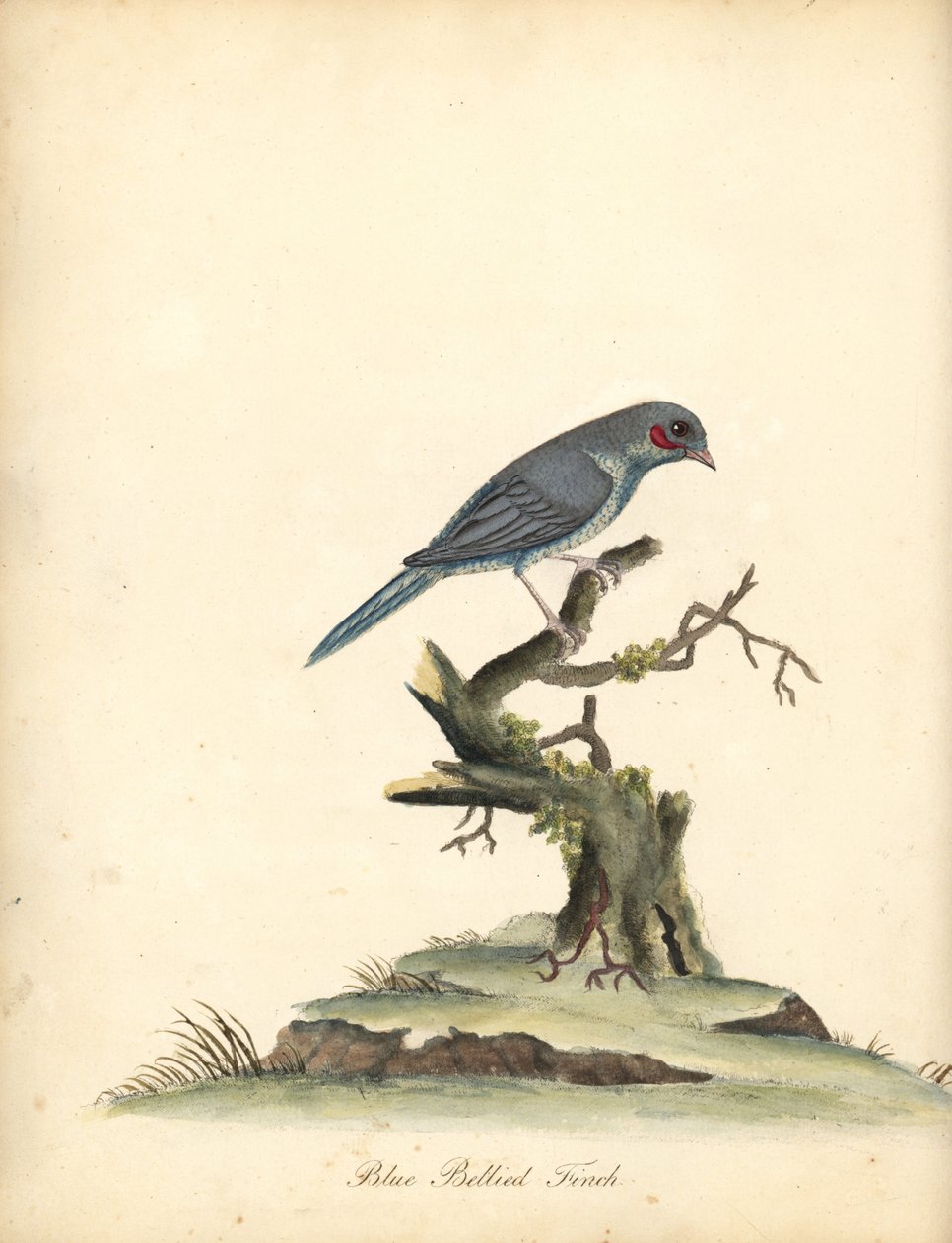 Roodwangcordonbleu, Uraeginthus bengalus. Handgekleurde kopergravure van een illustratie door William Hayes uit Portretten van zeldzame en curieuze vogels uit de Menagerie van Osterly Park door William Hayes