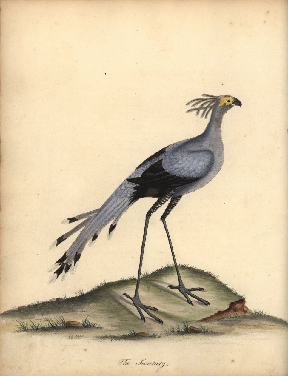 Secretarisvogel, Sagittarius serpentarius. Kwetsbaar. Handgekleurde kopergravure van een illustratie door William Hayes uit Portretten van Zeldzame en Curieuze Vogels uit de Menagerie van Osterly Park. door William Hayes