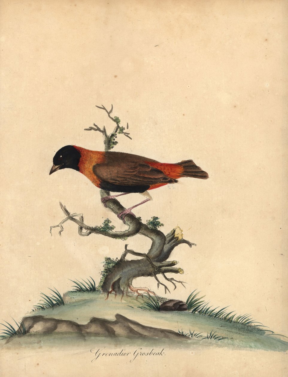 Zuidelijke rode bisschop, Euplectes orix. Handgekleurde kopergravure van een illustratie door William Hayes uit Portretten van Zeldzame en Curieuze Vogels uit de Menagerie van Osterly Park door William Hayes