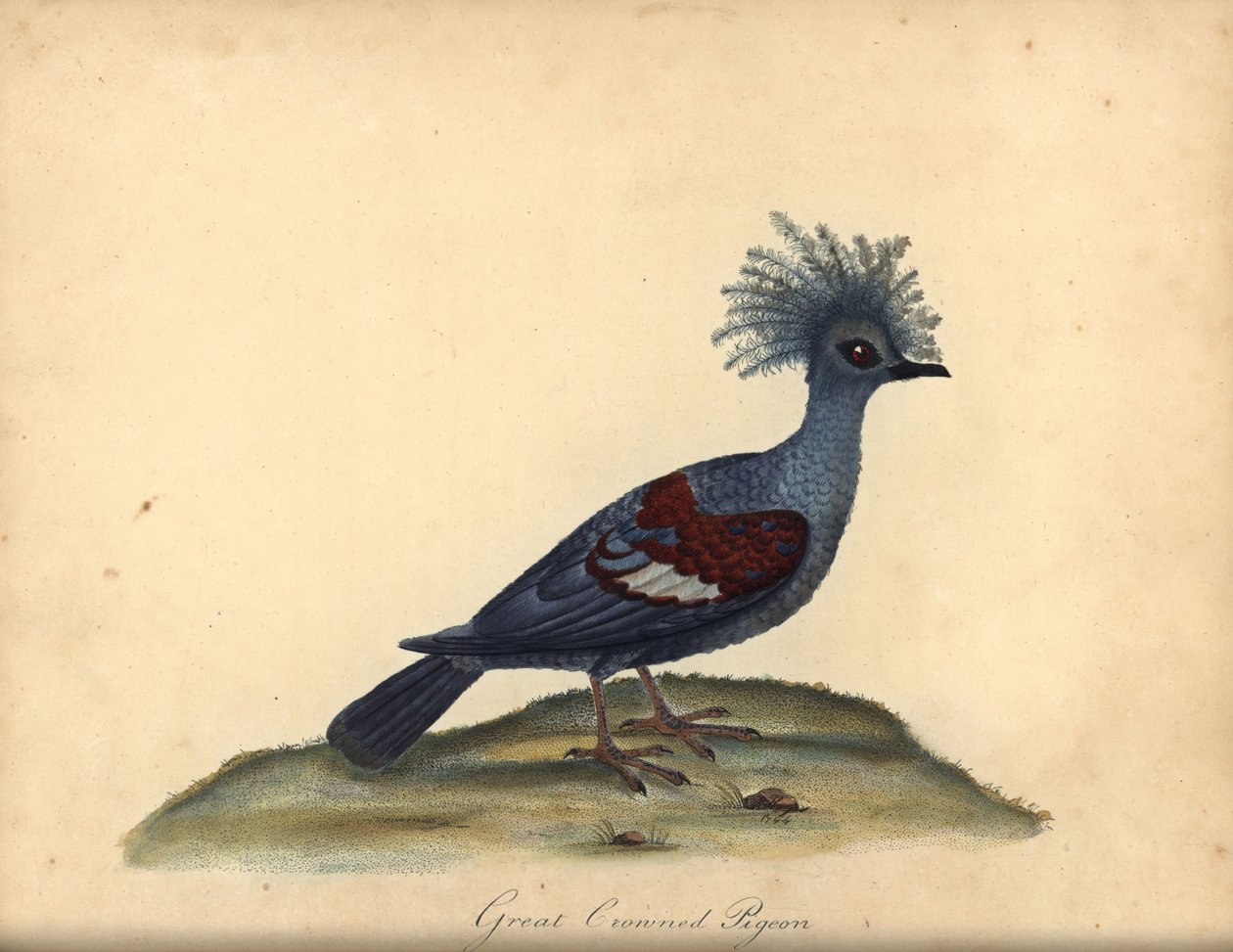 Westelijke gekroonde duif, Goura cristata. Kwetsbaar. Handgekleurde kopergravure van een illustratie door William Hayes uit Portretten van Zeldzame en Curieuze Vogels uit de Menagerie van Osterly Park, Londen door William Hayes