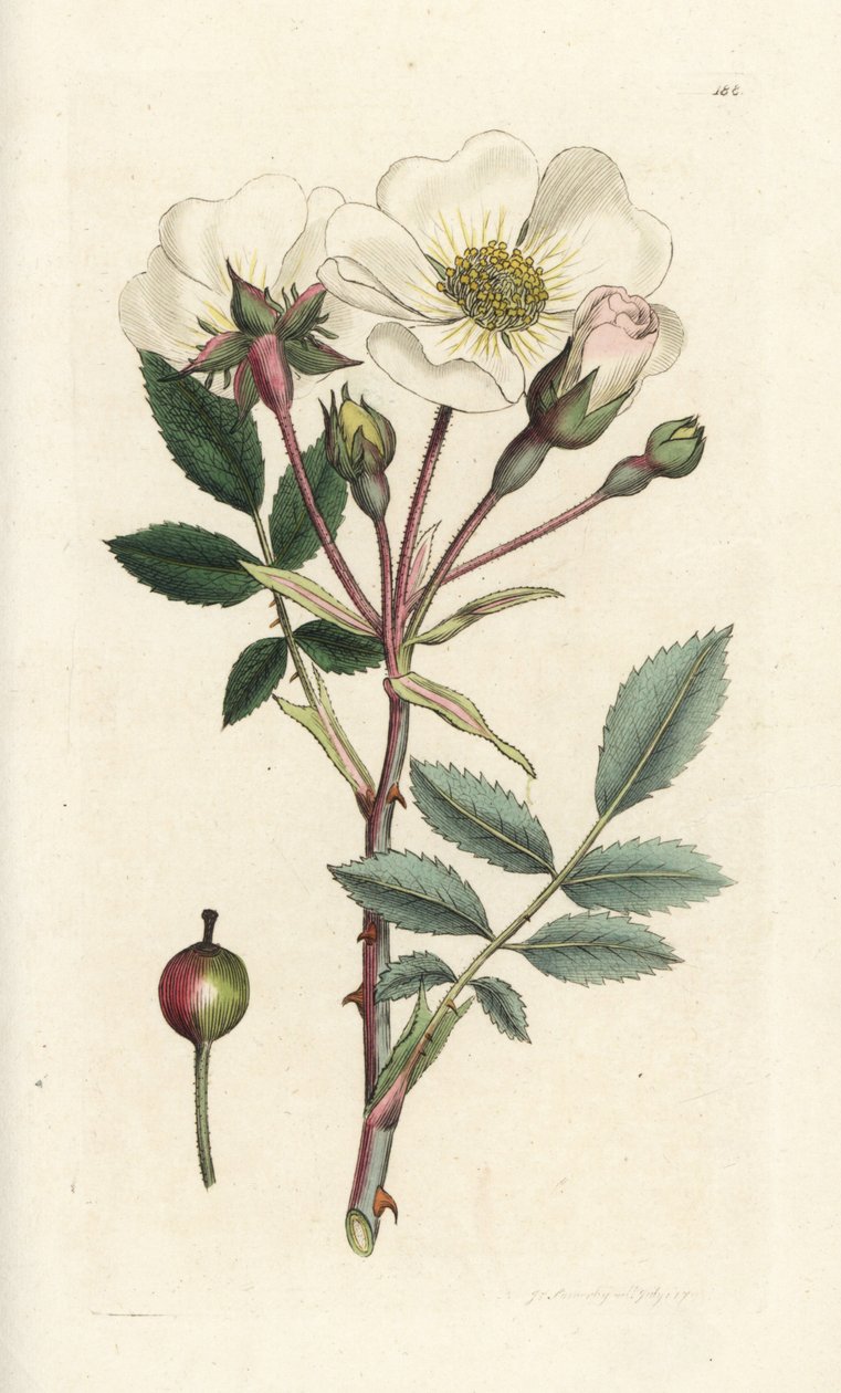 Witte hondroos, Rosa arvensis. Handgekleurde kopergravure door James Sowerby uit James Smith
