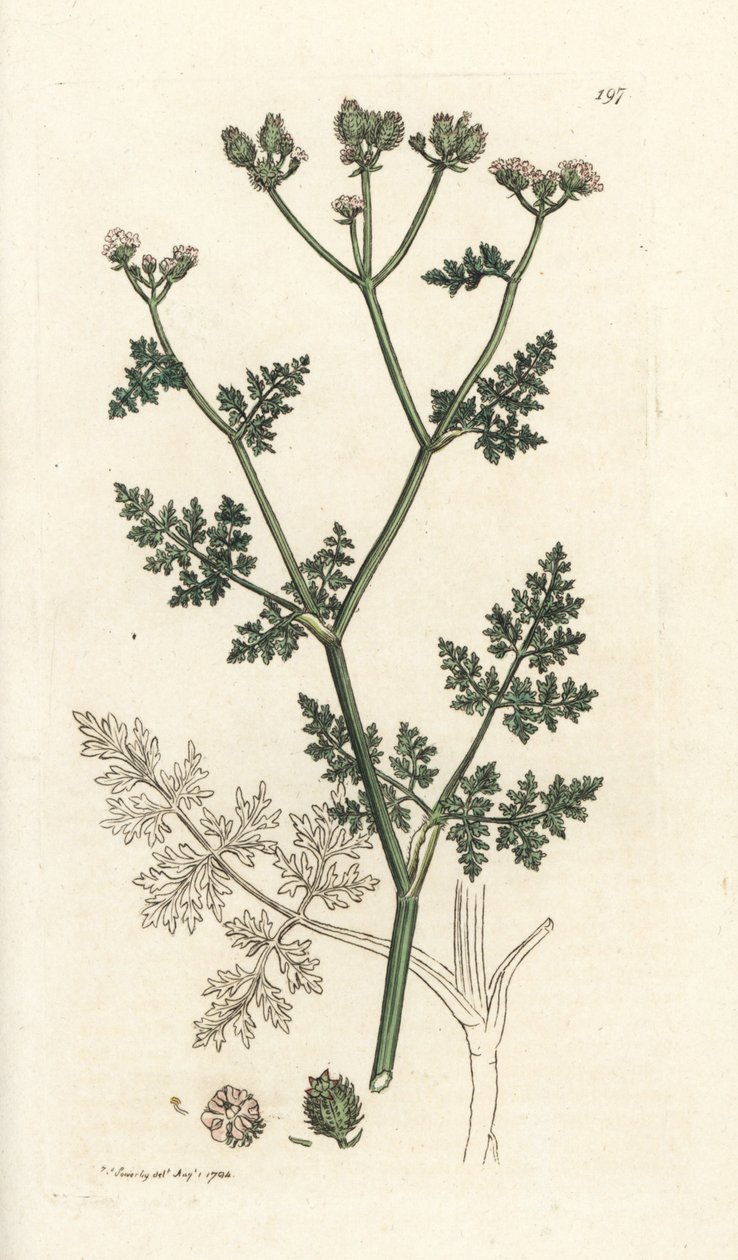 Witte kantbloem, Orlaya grandiflora (Kleine caucalis of basterd peterselie, Caucalis daucoides). Handgekleurde kopergravure door James Sowerby uit James Smith