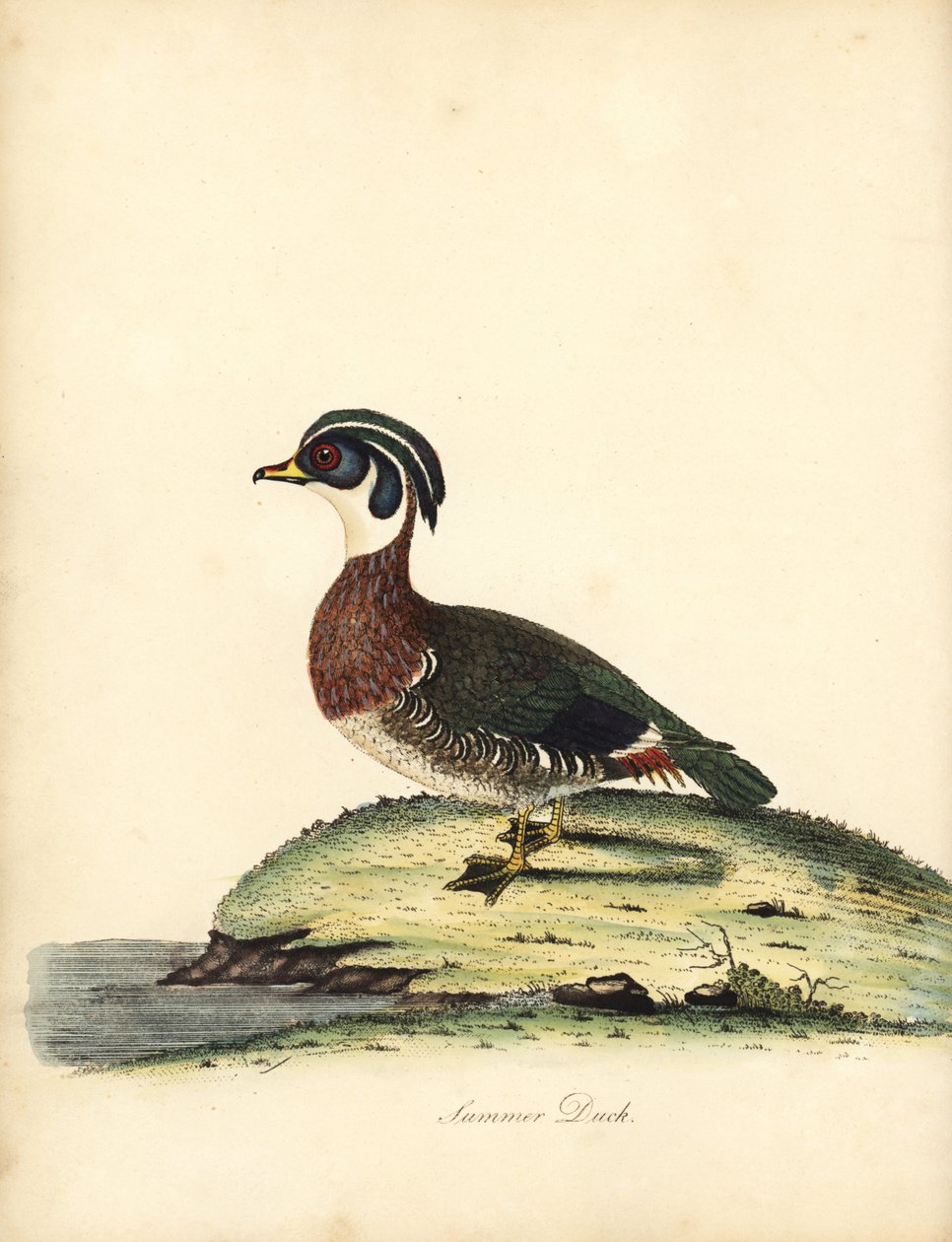 Carolina-eend, Aix sponsa. Handgekleurde kopergravure van een illustratie door William Hayes uit Portretten van Zeldzame en Curieuze Vogels uit de Menagerie van Osterly Park, Londen: Bulmer door William Hayes
