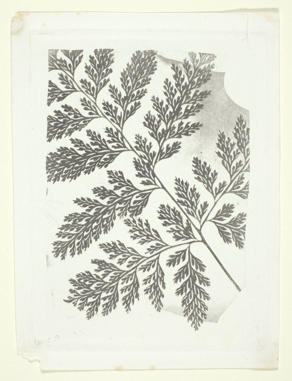 Tak van een varen door William Henry Fox Talbot