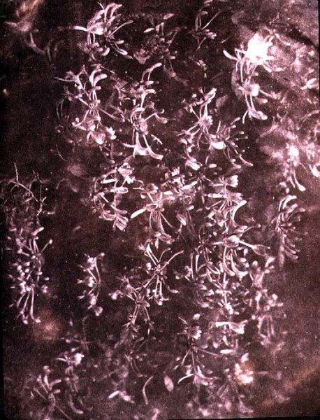 Kamperfoelie, juni 1840 door William Henry Fox Talbot