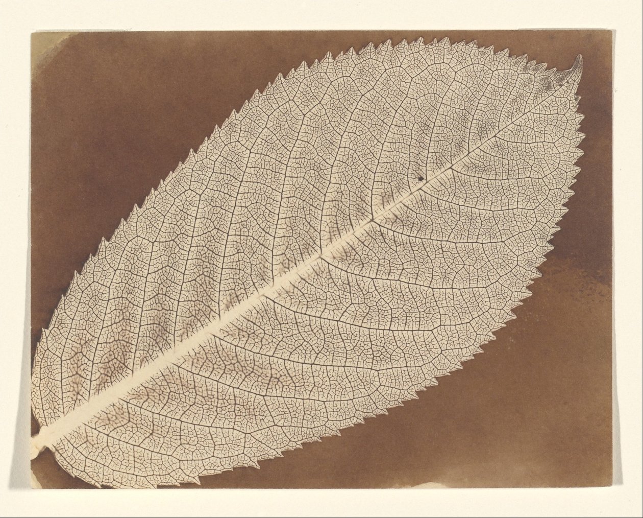[Blad] door William Henry Fox Talbot